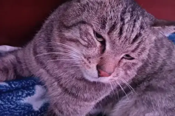 Кошки потеряшки, Петровск-Забайкальский, фото: Потеряшка кошка Коржик в Петровск-Забайкальском