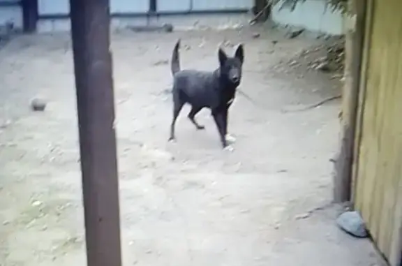 Пропала собака на ул. Льва Толстого, Курган