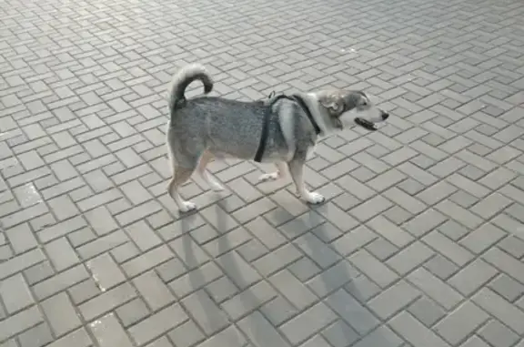 Найдена дружелюбная собака на проспекте Революции, 1, Анапа