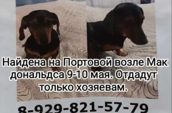 Найдена собака на Портовой, 123