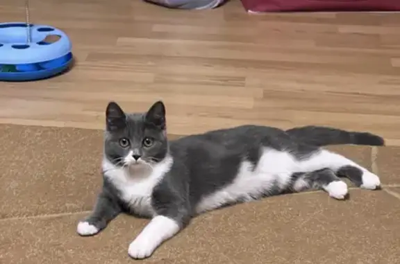 Кошки потеряшки, Ставрополь, фото: Потеряшка кошка на Сиреневом переулке, 20