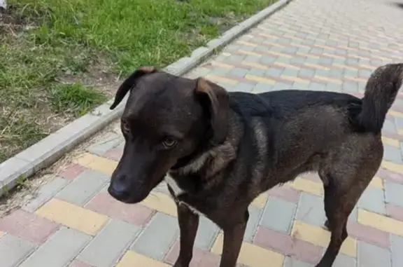 Найдена собака на улице Валерия Гассия, 22 в Краснодаре