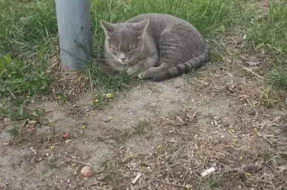 Кошка на улице: бульвар Маршала Рокоссовского, 32, Москва