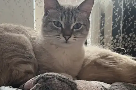 Пропала кошка на Социалистической, 39 в Нефтекамске