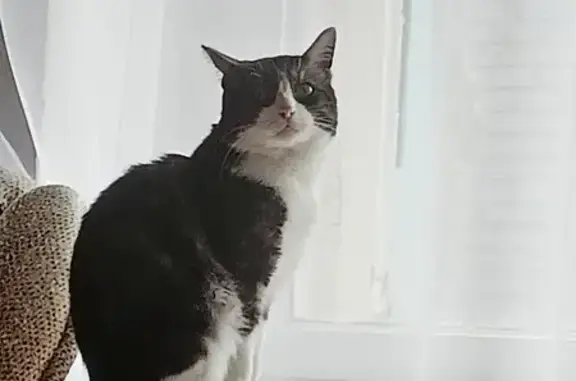 Кошки потеряшки, Киров, фото: Потеряшка кошка на ул. Герцена, 89 (Киров)