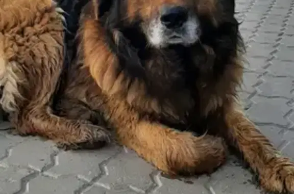 Найдена собака в Печорах на Октябрьской площади