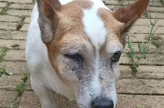 Пропала глухая собака возрастом 15 лет на улице Перова, 16, Липецк