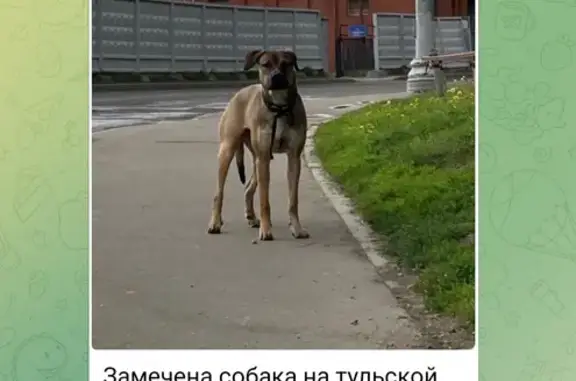 Собака найдена возле метро Тульская, Москва