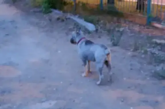 Собака Цвергшнауцер найдена на пр. Мусы Джалиля, Набережные Челны