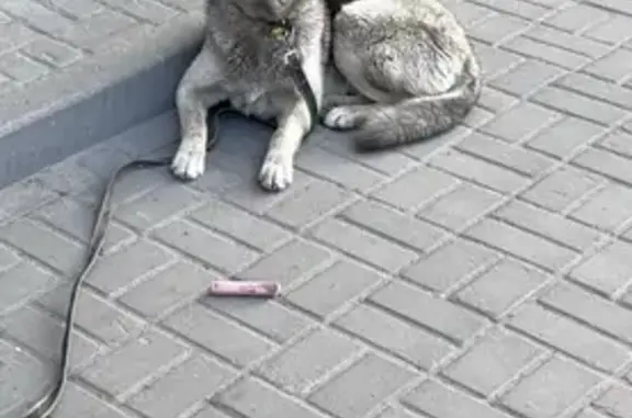 Найдена собака у ТЦ Пирамида на Троицком проспекте
