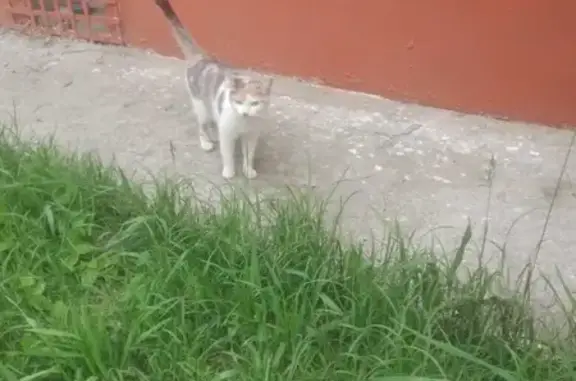Трехцветная кошка на Литейной улице, Брянск