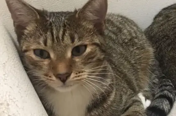 Кошки потеряшки, Смоленск, фото: Потеряшка кошка на улице Раевского, 4 в Смоленске