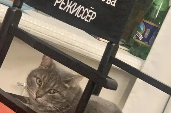 Кошки потеряшки, Краснодар, фото: Потеряшка кошка Кот на Североморской, Краснодар