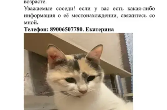 Кошки потеряшки, Санкт-Петербург, фото: Потеряшка кошка на проспекте Наставников, 15 к3