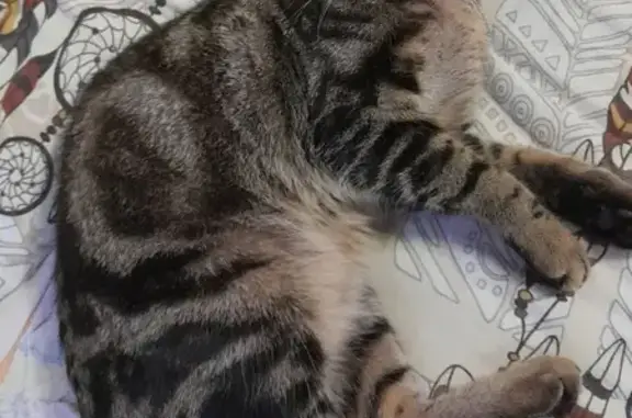 Пропала кошка на Азовской, 12А, Сочи