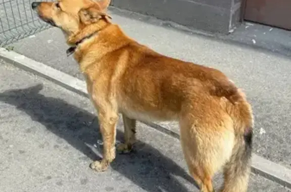 Потерянная собака на улице Шувалова, 9