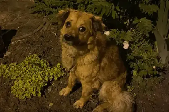 Найдена собака в Пензе на ул. Пушанина