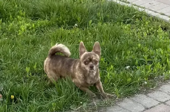 Собака без ошейника на проспекте Гагарина, Люберцы