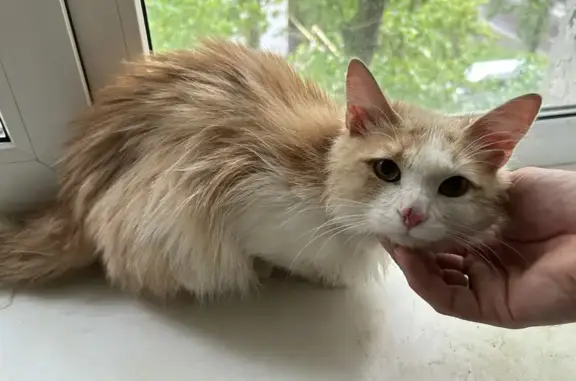 Найден рыже-белый котенок на ул. Жуковского, 4, Саратов