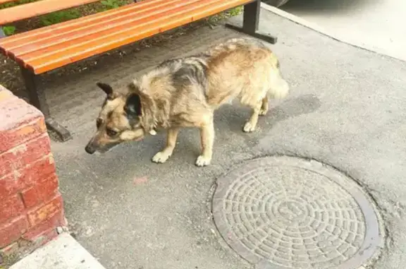 Собака найдена на Ватутина 13 к3, Москва.