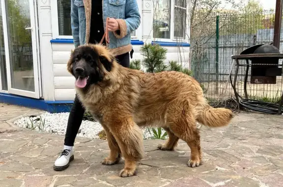 Пропала собака породы ЛЕОНБЕРГЕР в Домодедово