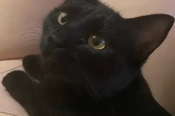 Пропала черная кошка Белла, Касимовское шоссе, 52, Рязань