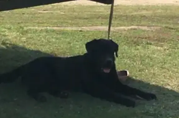 Собака Лабрадор найдена на Чуйском тракте.