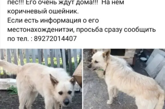 Пропала собака Дружок на Первомайской, 31А, Кинель
