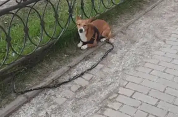 Собака найдена возле Магнита на ул. Катаева, 16 в Сыктывкаре.