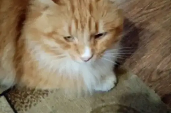Пропал кот Кузя в Иссадском поселении, Ленобласть