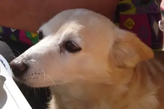 Пропала собака Боня: улица Данилово, 91