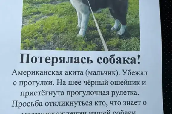 Пропала собака на Советской, вознаграждение! (41 символ)