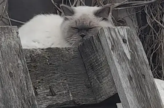Белая пушистая кошка с серыми ушками в Оренбургской области
