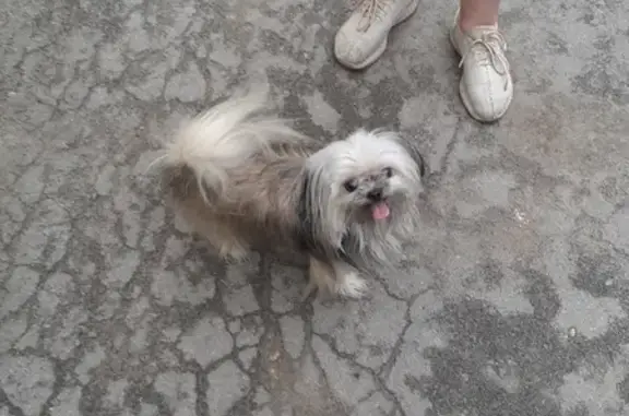Пропала собака на улице Жуковского, 9, Липецк