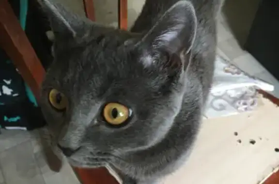 Пропала кошка на Российской, 26 в Усть-Куте