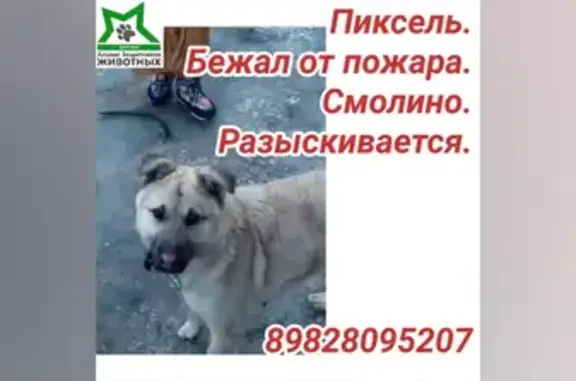 Пропала собака Пиксель на ул. Льва Толстого, Курган