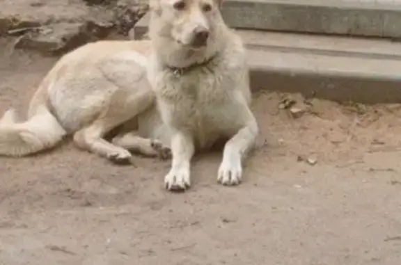 Найдена собака в Химках на улице Союзная