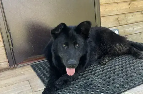 Найдена собака, Московская область, фото: Найдена собака в Тучково, МО, после ДТП