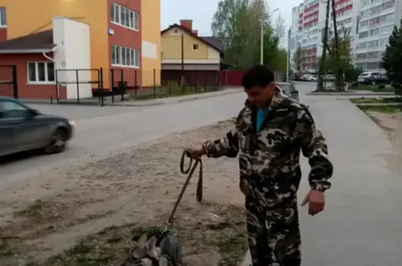 Пропал щенок на 2-й Полевой улице, Сергино