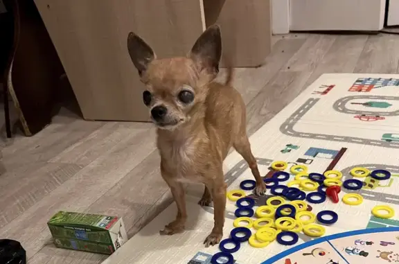 Собаки потеряшки, Чульман, фото: Потеряшка чихуахуа на ул. 30 лет Октября, Семилуки