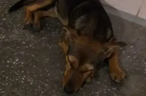 Собака найдена в Новосибирске