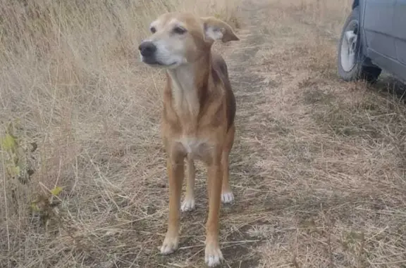Пропала собака рыжего окраса на улице Ленина, 87 в Анапе