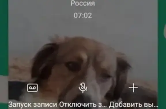 Собаки потеряшки, , фото: Потеряшка собака на улице Пискунова, 18В, Нижний Новгород