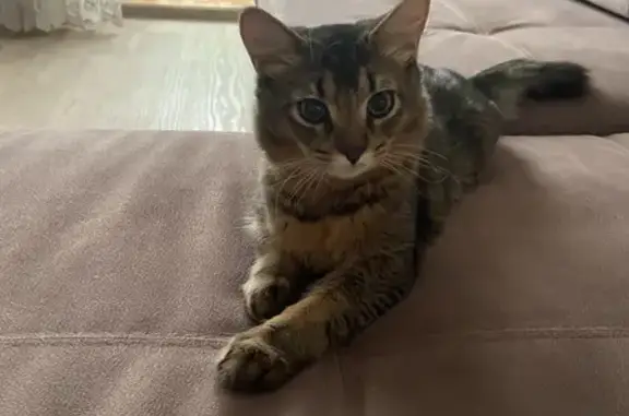 Кошка найдена на Первомайской, 15 в Тюмени