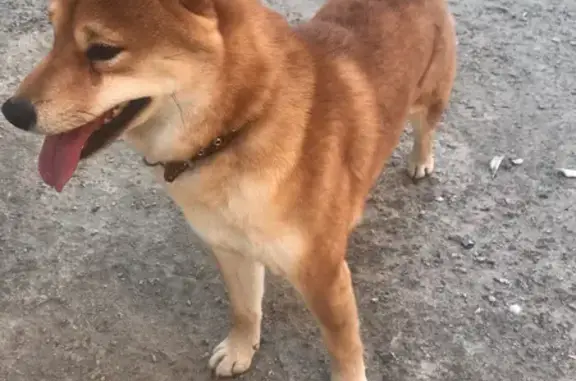 Собака найдена на улице Мешкова, Коломна