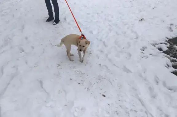 Собаки потеряшки, Санкт-Петербург, фото: Потеряшка собака на улице Подвойского, 26 к2, СПб.
