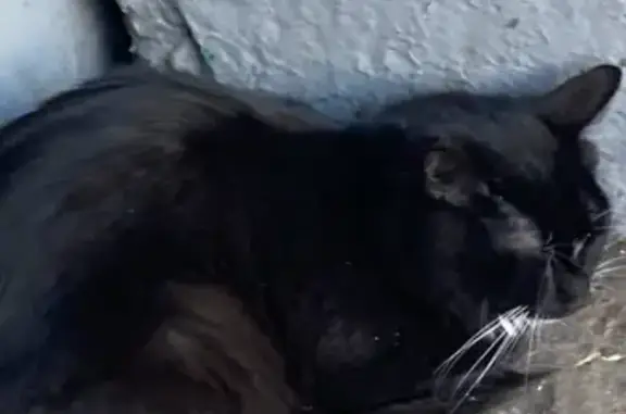 Найдена кошка Чёрный Котёнок на улице Гагарина, 1, Братск