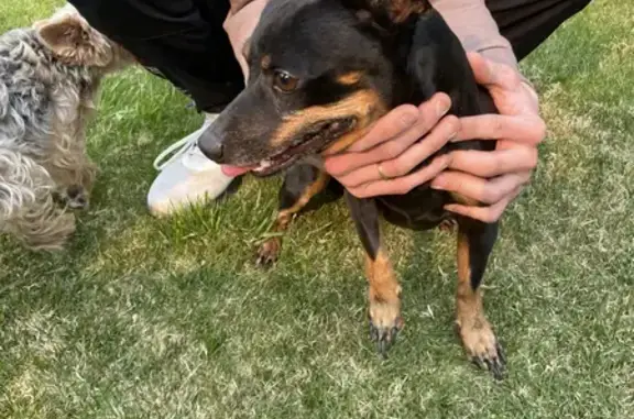 Собака Пинчер найдена на улице Кашино