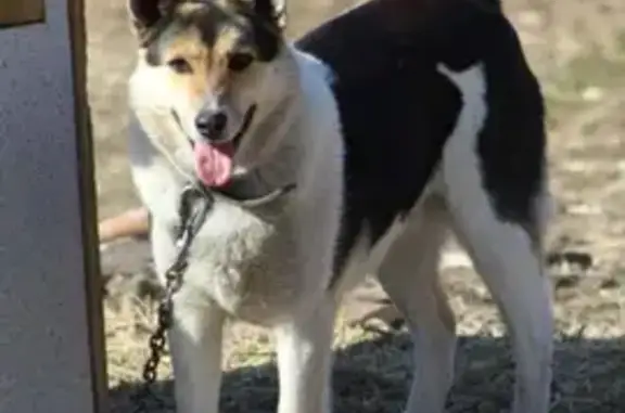 Пропала собака в Калинино, Татарстан