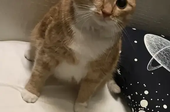 Кошки потеряшки, Санкт-Петербург, фото: Потеряшка кошка Цыпа на пр. Ветеранов, 21!